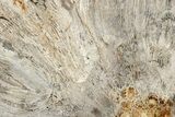 Polished Fossil Coral Slab - Indonesia #307961-1